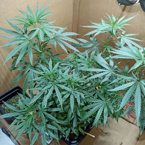 Girafa growlog timeline photo