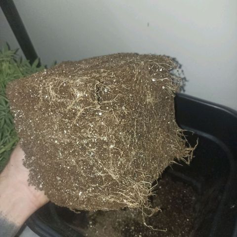 Girafa growlog timeline photo
