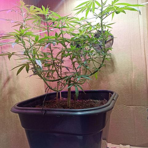 Girafa growlog timeline photo