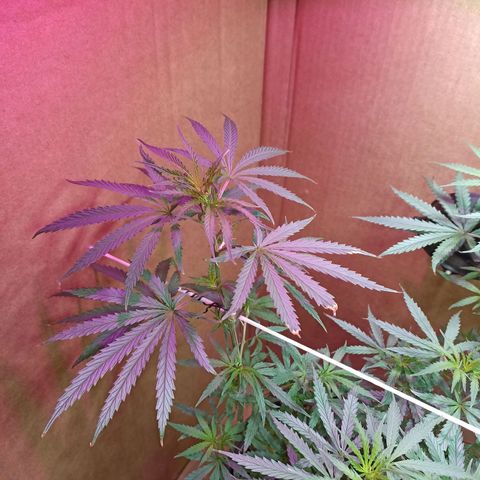 Girafa growlog timeline photo