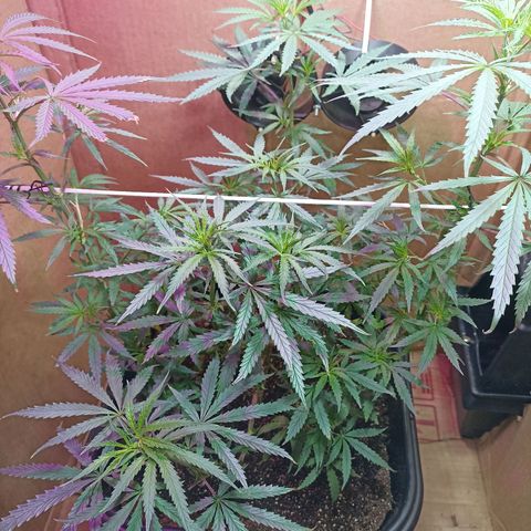 Girafa growlog timeline photo