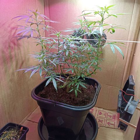 Girafa growlog timeline photo