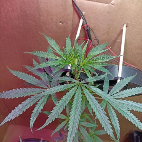 Girafa growlog timeline photo