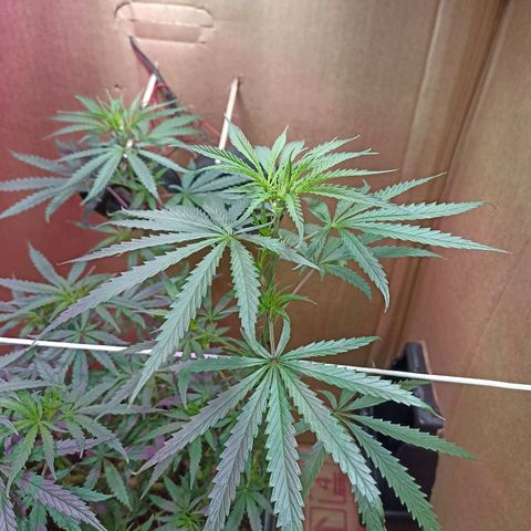 Girafa growlog timeline photo