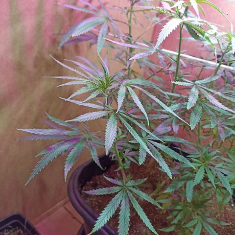 Girafa growlog timeline photo