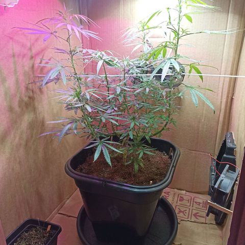 Girafa growlog timeline photo