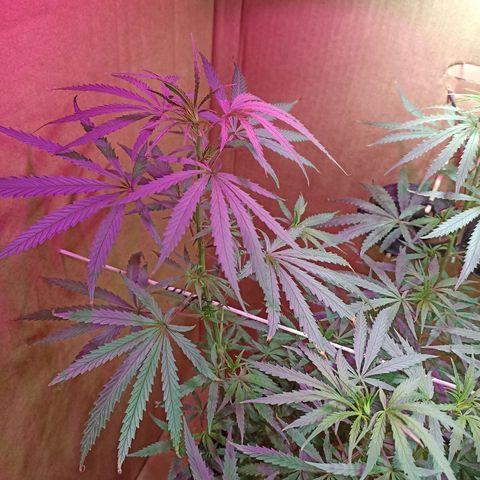 Girafa growlog timeline photo
