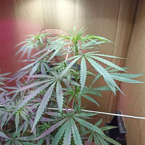 Girafa growlog timeline photo
