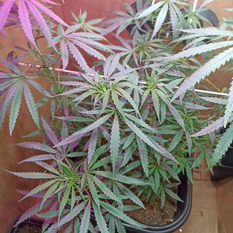 Girafa growlog timeline photo