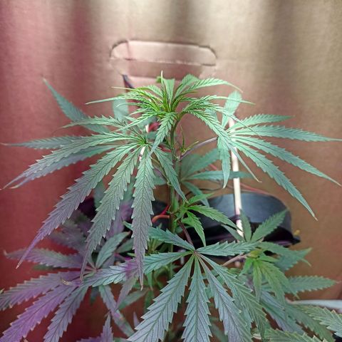 Girafa growlog timeline photo
