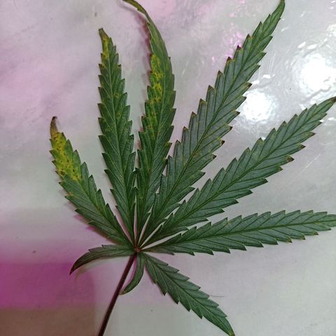 Girafa growlog timeline photo
