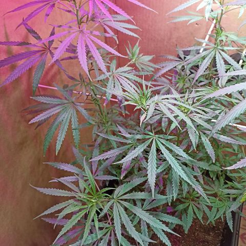 Girafa growlog timeline photo