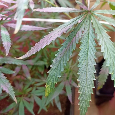 Girafa growlog timeline photo