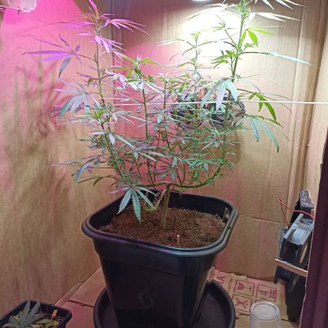 Girafa growlog timeline photo
