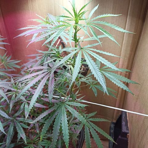 Girafa growlog timeline photo