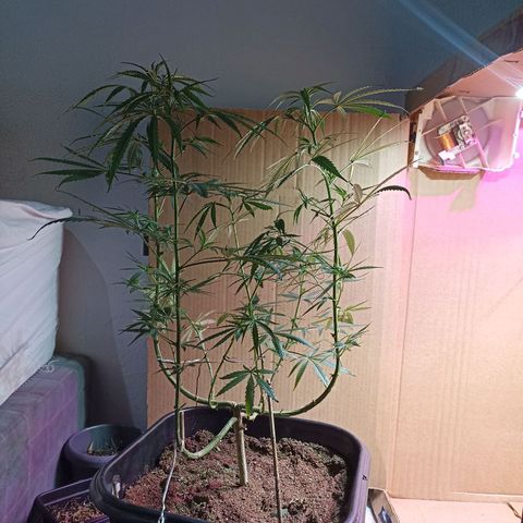 Girafa growlog timeline photo