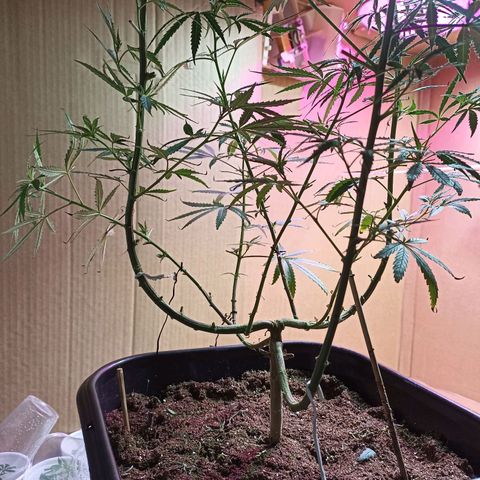 Girafa growlog timeline photo