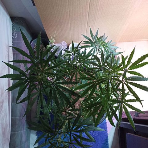 Girafa growlog timeline photo