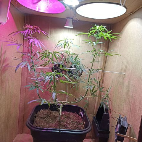 Girafa growlog timeline photo