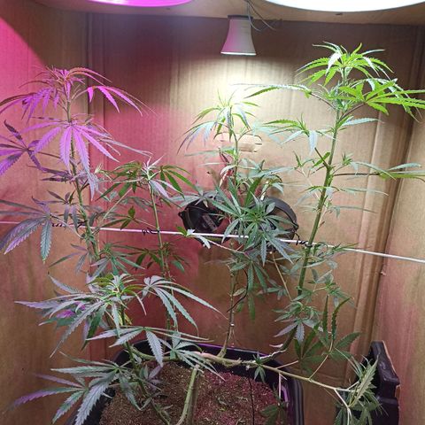 Girafa growlog timeline photo