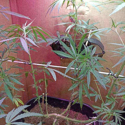 Girafa growlog timeline photo