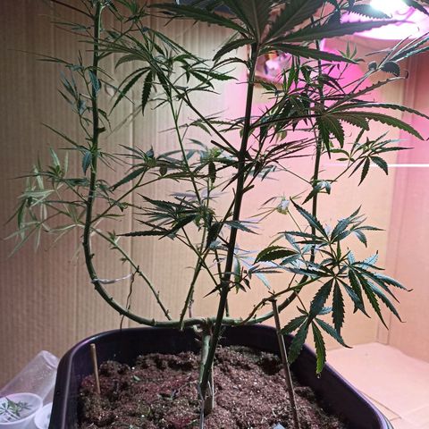 Girafa growlog timeline photo