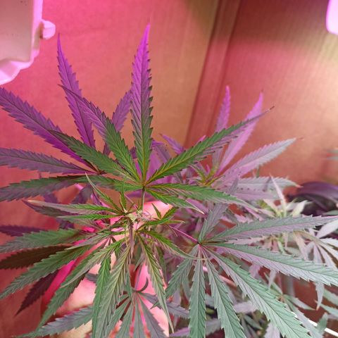 Girafa growlog timeline photo