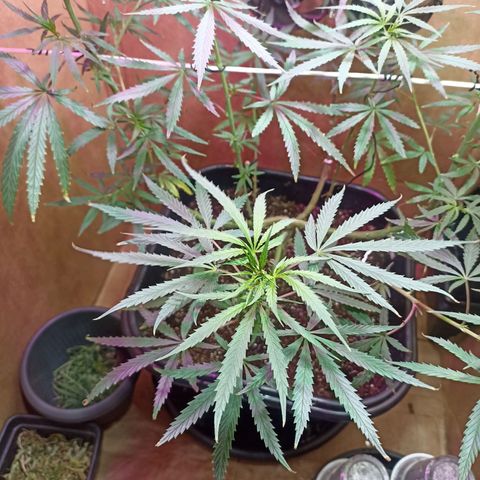 Girafa growlog timeline photo