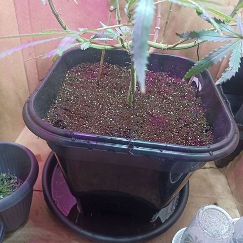 Girafa growlog timeline photo