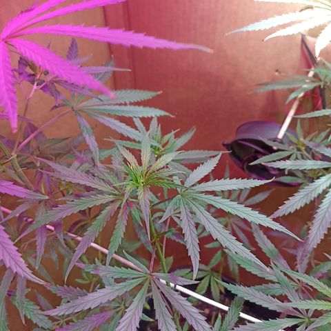 Girafa growlog timeline photo
