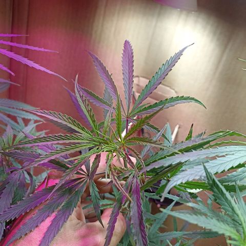 Girafa growlog timeline photo