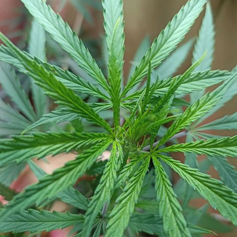 Girafa growlog timeline photo