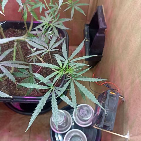 Girafa growlog timeline photo