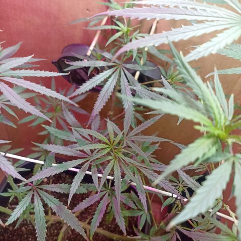 Girafa growlog timeline photo