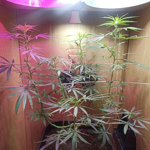 Girafa growlog timeline photo
