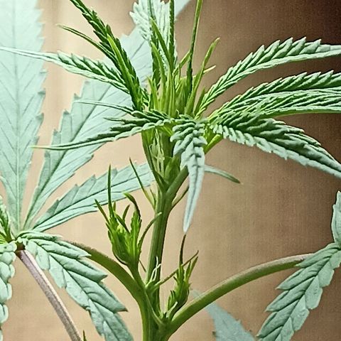 Girafa growlog timeline photo
