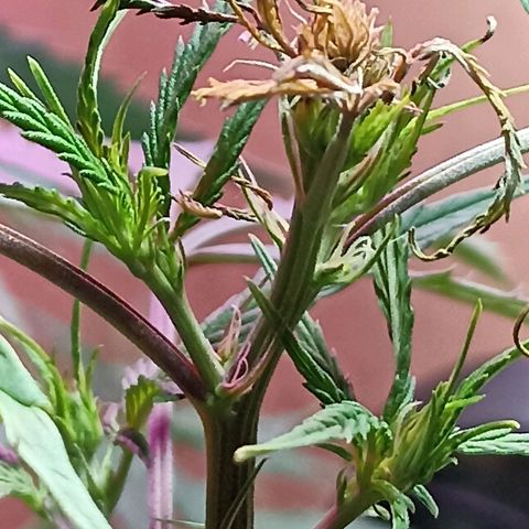 Girafa growlog timeline photo