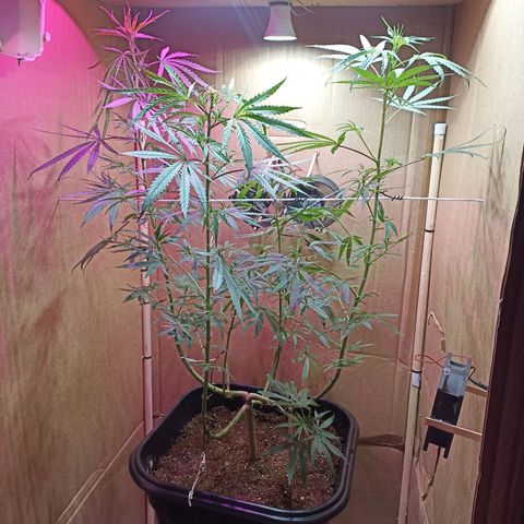 Girafa growlog timeline photo