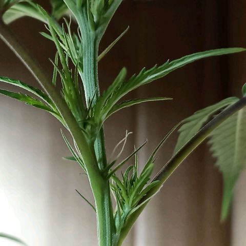 Girafa growlog timeline photo