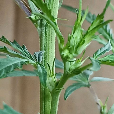 Girafa growlog timeline photo