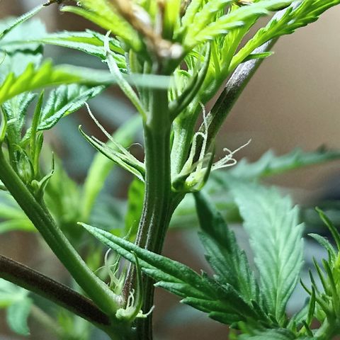 Girafa growlog timeline photo
