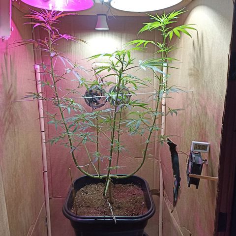 Girafa growlog timeline photo