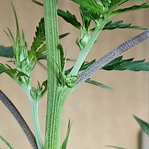 Girafa growlog timeline photo