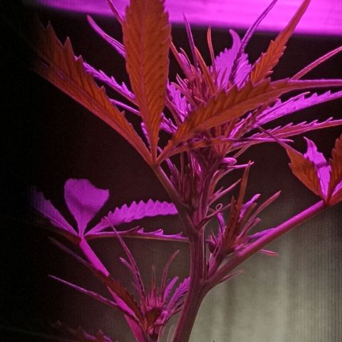 Girafa growlog timeline photo