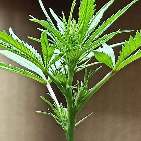 Girafa growlog timeline photo