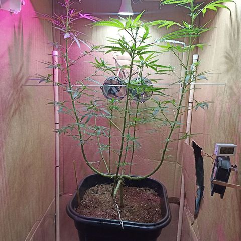 Girafa growlog timeline photo