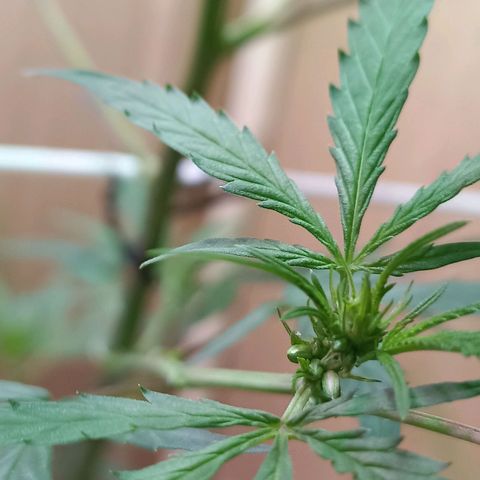 Girafa growlog timeline photo