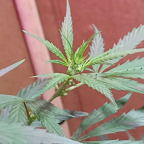 Girafa growlog timeline photo