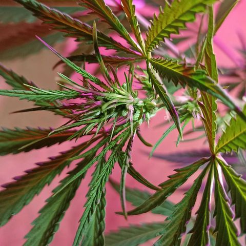 Girafa growlog timeline photo