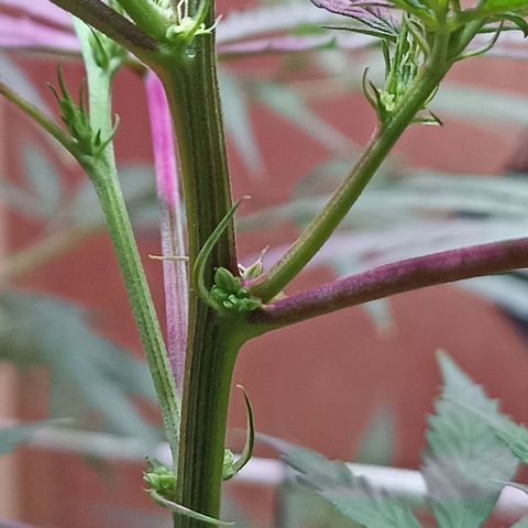 Girafa growlog timeline photo